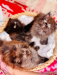 Traditional Persian kittens